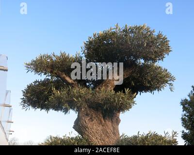 A very ancient gnarled olive tree with its foliage cloud pruned in horizontal layers against a bright blue sky. Stock Photo