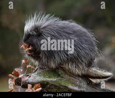 Porcupine playing and posing in Autumn leaves