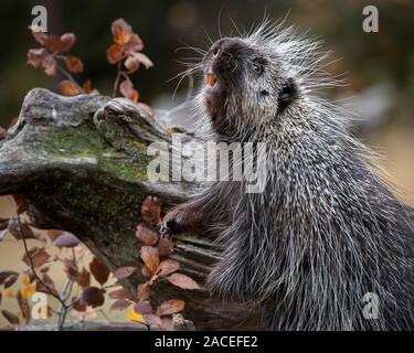 Porcupine playing and posing in Autumn leaves