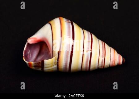 Close up of a Soldier sea shell found on the california coast Stock Photo