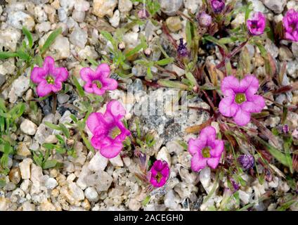 Purplemat plant (Nama demissum) in flower. Stock Photo