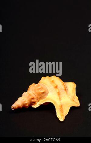 Pelican's Foot sea shell isolated on a black background Stock Photo - Alamy