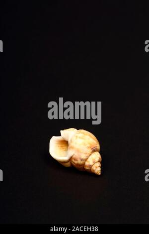 Honey Whelk sea shell found in Greece isolated on a black background Stock Photo