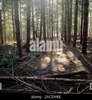 Scots Pine (Pinus sylvestris). Commercial pine forest. The density of planting in a commercial forest means so little light reaches the forest floor t Stock Photo
