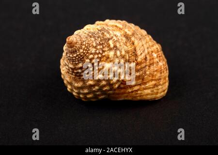 Rock snail sea shell found in Mombasa isolated on a black background Stock Photo