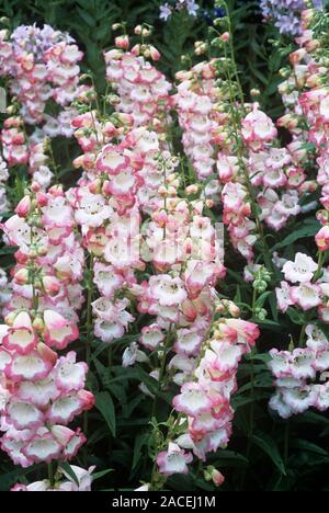 Penstemon flowers (Penstemon 'Osprey'). Stock Photo
