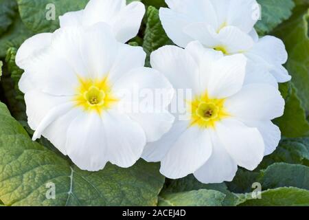 White primula (Primula polyanthus) flower. Stock Photo