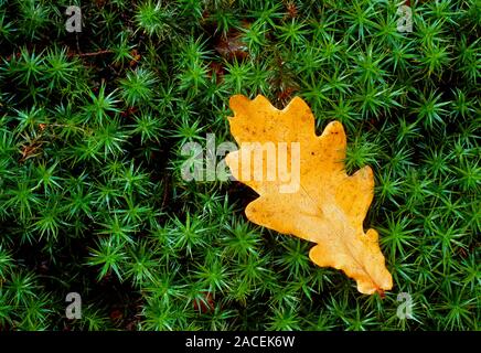 Quercus sp. Fallen oak leaf on Sphagnum moss. Stock Photo