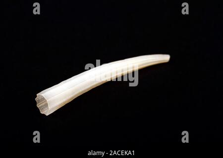 Tusk sea shell found in the channel islands isolated on a black background Stock Photo