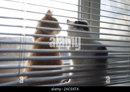 Two kittens rest on a sunny windowsill with blinds, soft blurred photo. Stock Photo