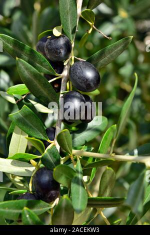 Close-up of black olives on tree ready for harvesting which will be processed to extract oil, Istria, Croatia Stock Photo
