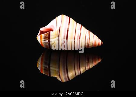 California Soldier Shell isolated on black glass with reflection Stock Photo