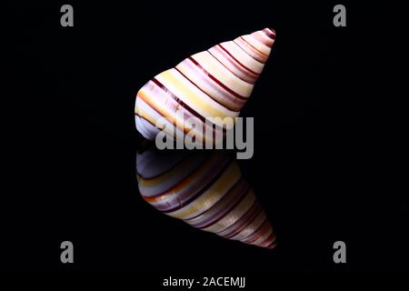California Soldier Shell isolated on black glass with reflection Stock Photo