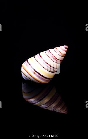 California Soldier Shell isolated on black glass with reflection Stock Photo