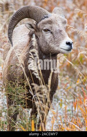 A big horn ewe feeds in Rock Creek, Montana in the during the fall. Stock Photo