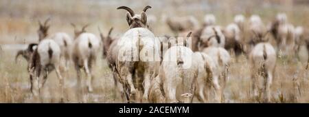 A herd of bighorn sheep grazing in a field in Rock Creek, Montana. Stock Photo