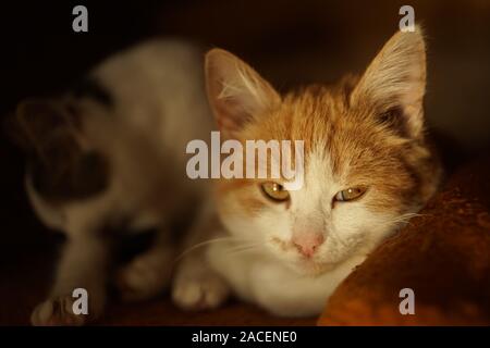 Cute ginger kitten resting on a warm blanket, closeup portrait. Stock Photo
