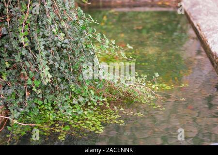 green leaf vine on stone fountain with water Stock Photo