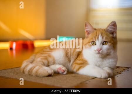 Cute ginger kitten resting on a wooden floor, closeup portrait. Stock Photo