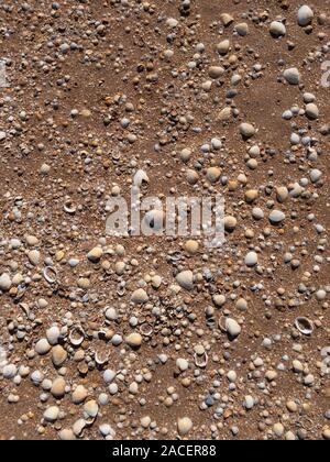 Broken shells on wet sand texture as background overhead view Stock Photo
