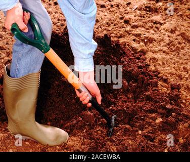 Preparing soil with compost. Gardener digging in compost using garden fork. Stock Photo