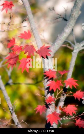 Red full moon maple (Acer shirasawanum 'Aureum'). Photographed in November. Stock Photo
