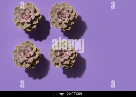 Beautiful pattern of green succulent isolated on purple background. Flat lay, Stock Photo