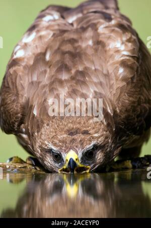 Common buzzard (Buteo buteo) drinking. This bird of prey is found throughout Europe and parts of Asia, inhabiting open areas, such as farmland and moo Stock Photo
