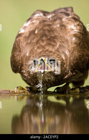 Common buzzard (Buteo buteo) drinking. This bird of prey is found throughout Europe and parts of Asia, inhabiting open areas, such as farmland and moo Stock Photo