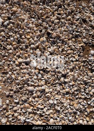 Broken sea shells on beach texture background pattern Stock Photo