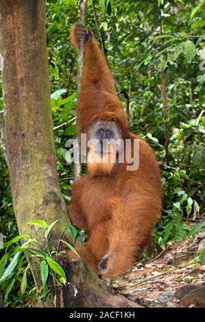 Male Sumatran orangutan (Pongo abelii). The orangutan is an arboreal (tree-dwelling) great ape endemic to Sumatra. An adult male does not seem to have Stock Photo