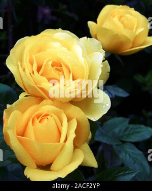 Rose (Rosa 'Arthur Bell') flowers. Photographed in the UK, in July. Stock Photo