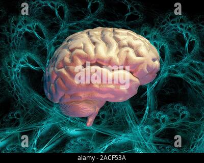 Neural network. Conceptual computer artwork of a brain, with the brain's neural network represented by blue strands in the background. The front of th Stock Photo