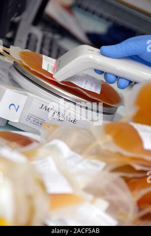 Barcode scanning of blood plasma. Haematologist scanning a bag of plasma extracted from donor blood with a barcode reader. The bag being scanned is on Stock Photo