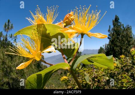 St. John's wort (Hypericum perforatum). Photographed in the hills of La Palma in the Canary Islands. Stock Photo
