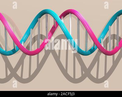 DNA molecule. Computer artwork of a molecule of DNA (deoxyribonucleic acid). DNA is composed of two strands (pink and blue) twisted into a double heli Stock Photo