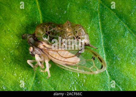 Treehopper (family Membracidae) on a plant leaf. This insect feeds on plant sap by piercing stems with its beak-like mouthparts. Stock Photo