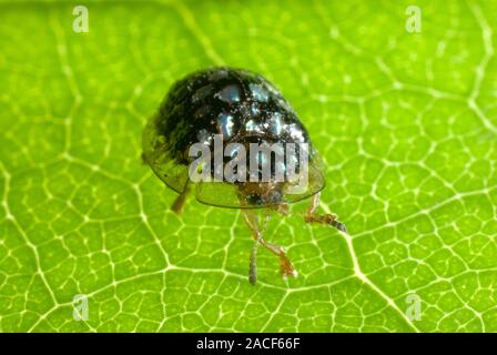 Leaf beetle (family Chrysomelidae) on a plant leaf. Many leaf beetles are agricultural pests since both adult and larval leaf beetles feed on all plan Stock Photo