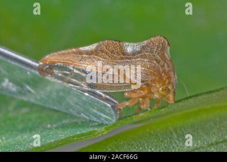 Treehopper (family Membracidae) on a plant leaf. This insect feeds on plant sap by piercing stems with its beak-like mouthparts. Stock Photo