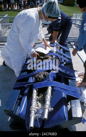 Seal rehabilitation centre worker examining an injured or sick harbour seal (Phoca vitulina) that has been brought in on a stretcher. Common condition Stock Photo