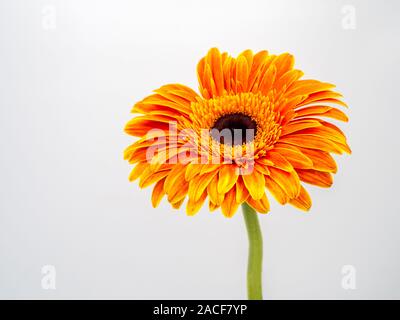beautiful orange gerbera daisy flower isolated on white background Stock Photo