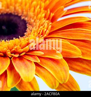 beautiful orange gerbera daisy flower isolated close up Stock Photo