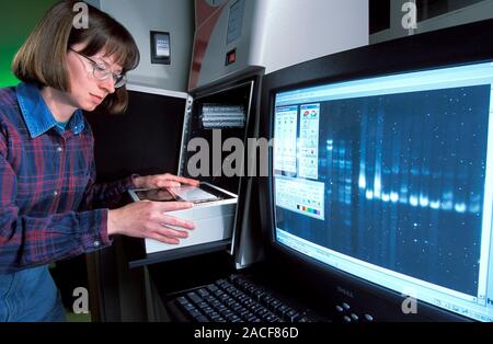 Potato plant DNA analysis. Geneticist using a digital image analyser to view differences in DNA (deoxyribonucleic acid) between a domestic potato plan Stock Photo