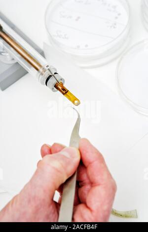 Electron microscopy. Tissue sample (held in tweezers) being placed onto a copper grid ready for viewing by an electron microscope. Electron microscope Stock Photo