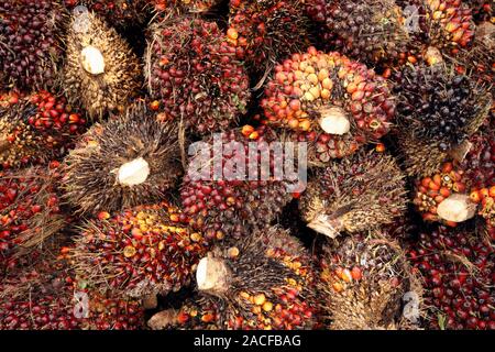 Malaysia, Sarawak, Borneo, oil palm fruits (Elaeis guineensis) in a pile. The fruit of this plant occurs in clusters on short stems contains oils that Stock Photo