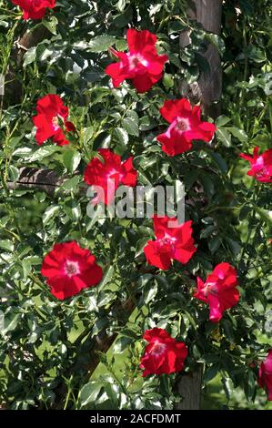 Kordesii Climbing Rose (Rosa 'Dortmund'). Stock Photo