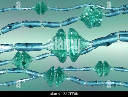 Synapses. Computer artwork of synapses, the junctions between the ends (green, swollen) of two nerve cells (neurons). Signals are passed along nerve c Stock Photo