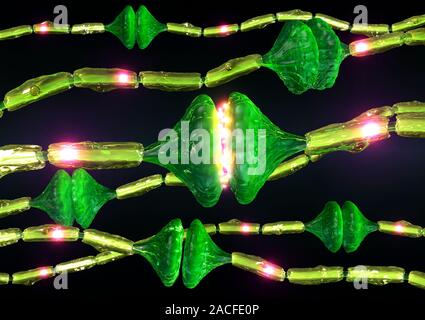 Synapses. Computer artwork of synapses, the junctions between the ends (green, swollen) of two nerve cells (neurons). Signals are passed along nerve c Stock Photo