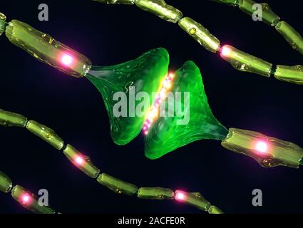 Synapses. Computer artwork of synapses, the junctions between the ends (green, swollen) of two nerve cells (neurons). Signals are passed along nerve c Stock Photo