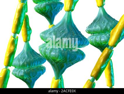 Synapses. Computer artwork of synapses, the junctions between the ends (green, swollen) of two nerve cells (neurons). Signals are passed along nerve c Stock Photo